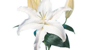 Semnificatia florilor - Decor - Plante - Animale