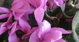 Cyclamenul - floare de apartament - Decor - Plante - Animale