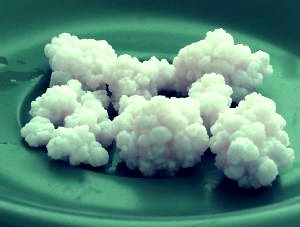 Ce sunt granulele de kefir? Ce sunt granulele de kefir?