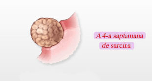 a-4-a-saptamana-de-sarcina