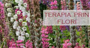 terapia-prin-flori
